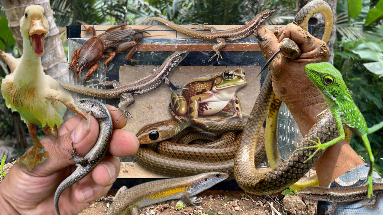 The biggest snake I've ever caught‼️catch baby lizard, frog, mole cricket, duckling