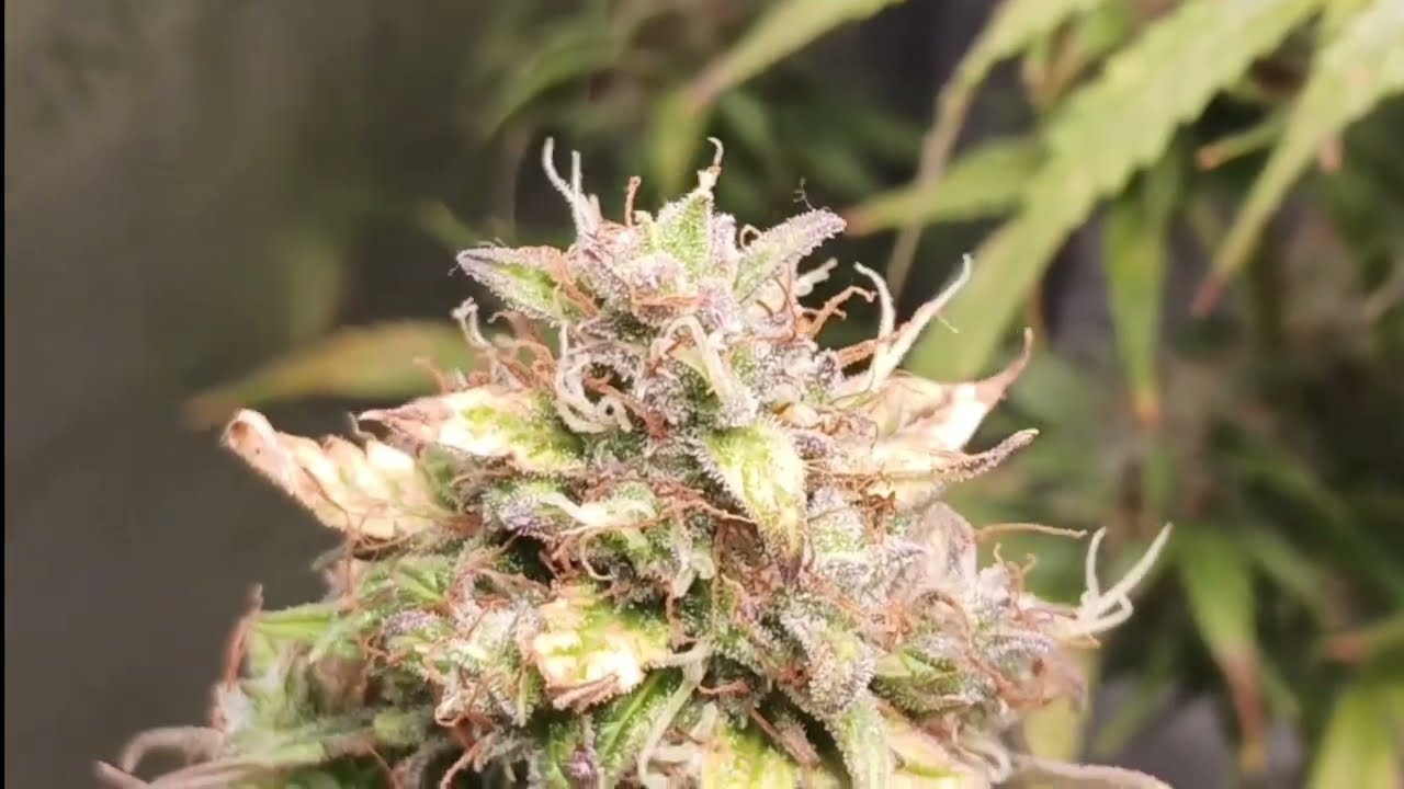 White Widoow Autoflower Day 76 - Day 90 Part 6
