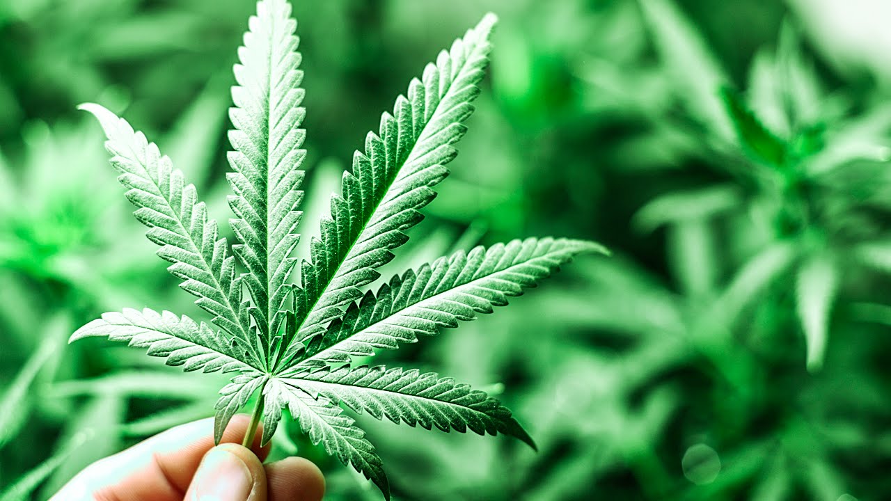 Medical Marijuana Is Saving Lives; What&rsquo;s The Wait On Legalizing It EVERYWHERE? - The Ring Of Fire