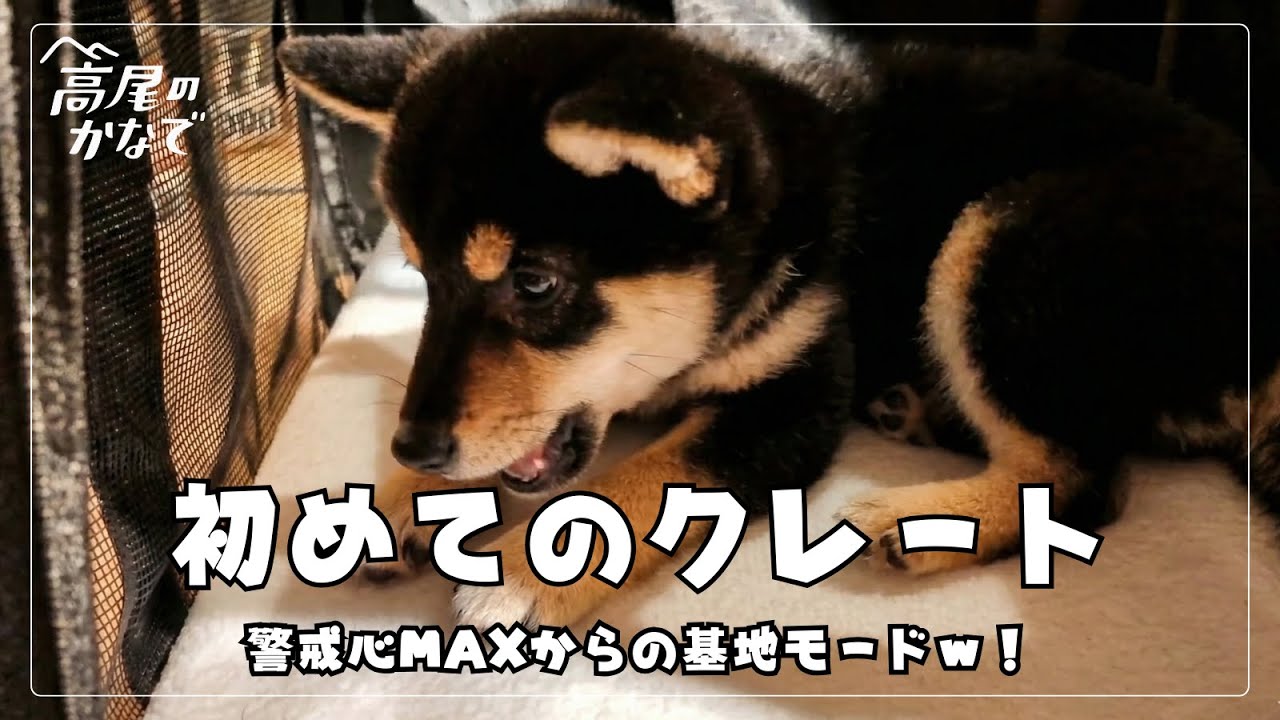初めて見る「謎の箱」にビビりまくる黒豆柴が可愛すぎる