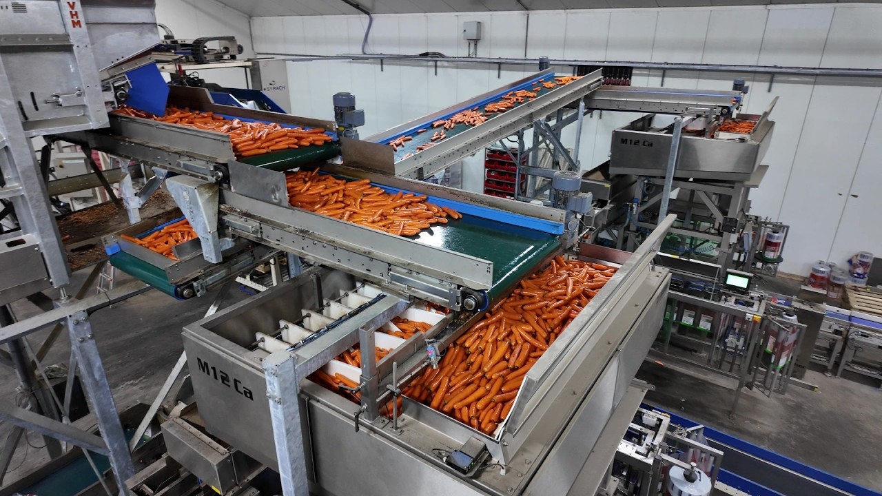 Complete carrot processing line | Wentink customer showcase