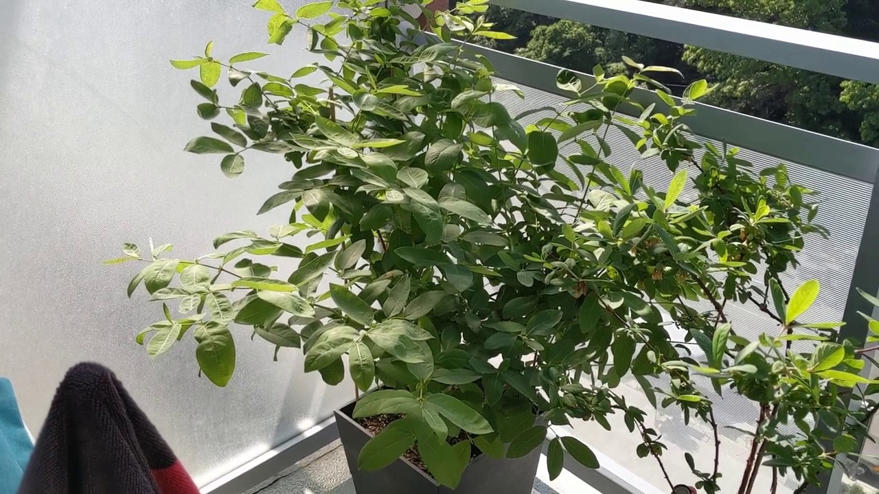 Growing a Yezberry Solo & Maxi in a Pot (Part 2) The Berries are Almost Ready!