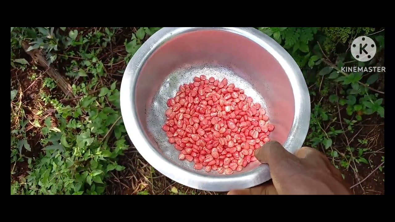 Planting Maize Looks Easy Untill You Try This | Rural Kenya | African Natural Foods