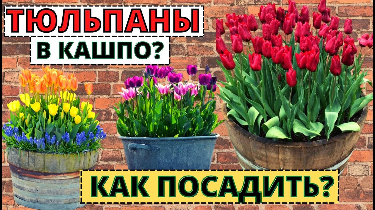 Секреты высаживания ТЮЛЬПАНОВ  в кашпо для очень раннего цветения