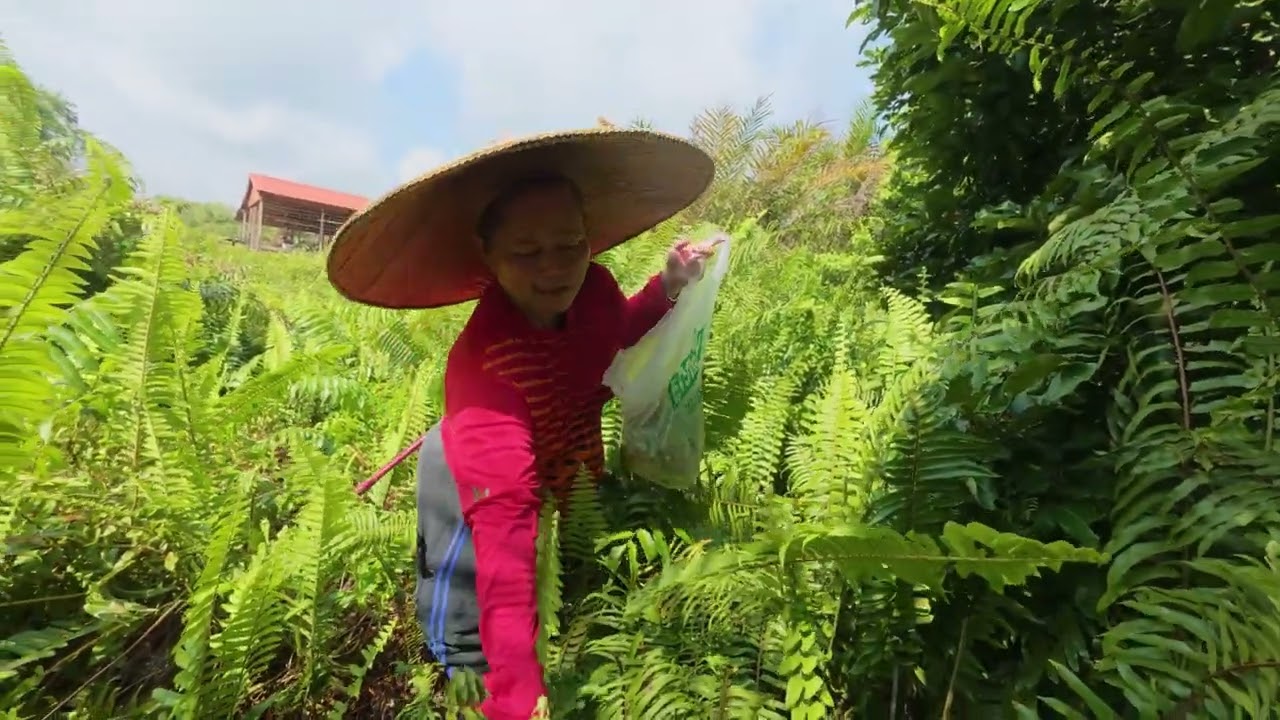 Santai hujung minggu dikebun mencari sayur hutan dengan pelbagai aktiviti bersama family
