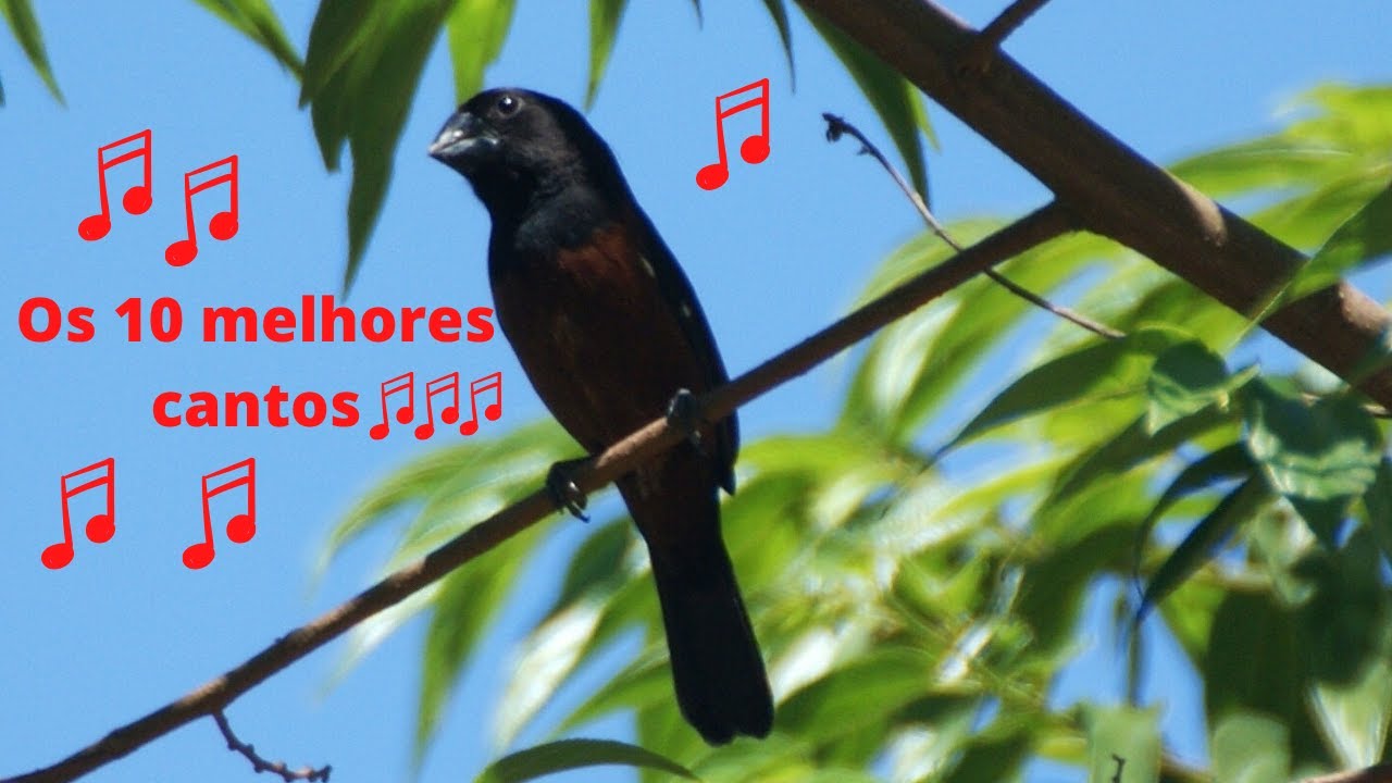 Os dez melhores cantos de Curió - Compilação cantos de Curió
