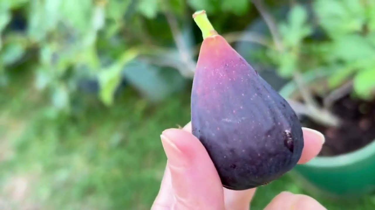 Ficus Carica. Figs. Инжир. Съёмка 25-27 авг. Белый Марсель, Длинный из Перонны, Море де Канева, GRdR