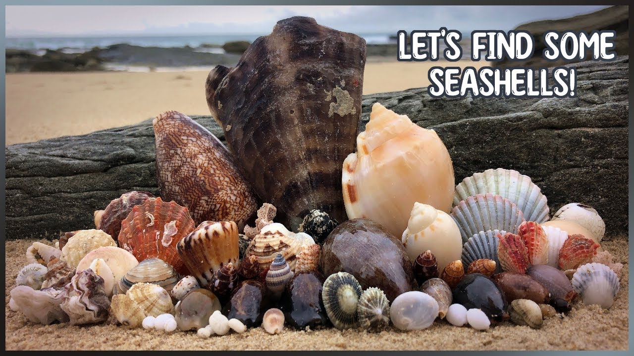 Cone Shells, Live Creatures, Cowries | Finding Seashells in the Rain
