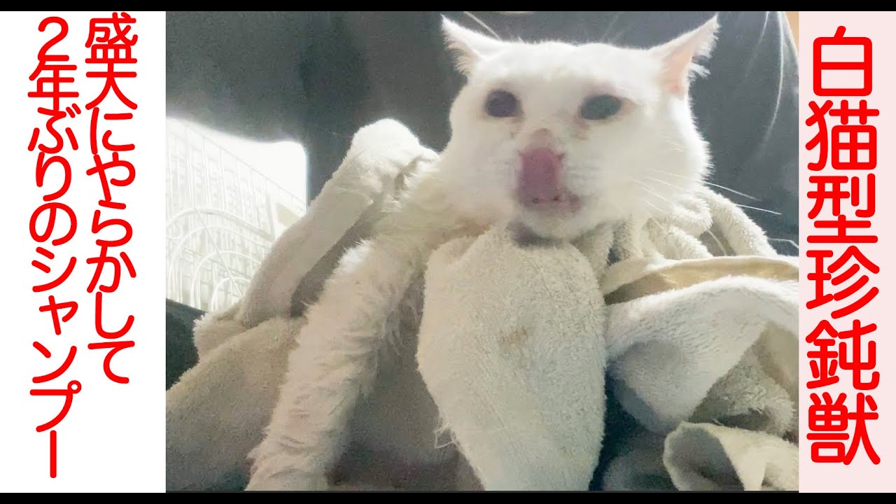 白猫型珍鈍獣、やらかして2年ぶりにシャンプーされる Shampooing odd-eye cat
