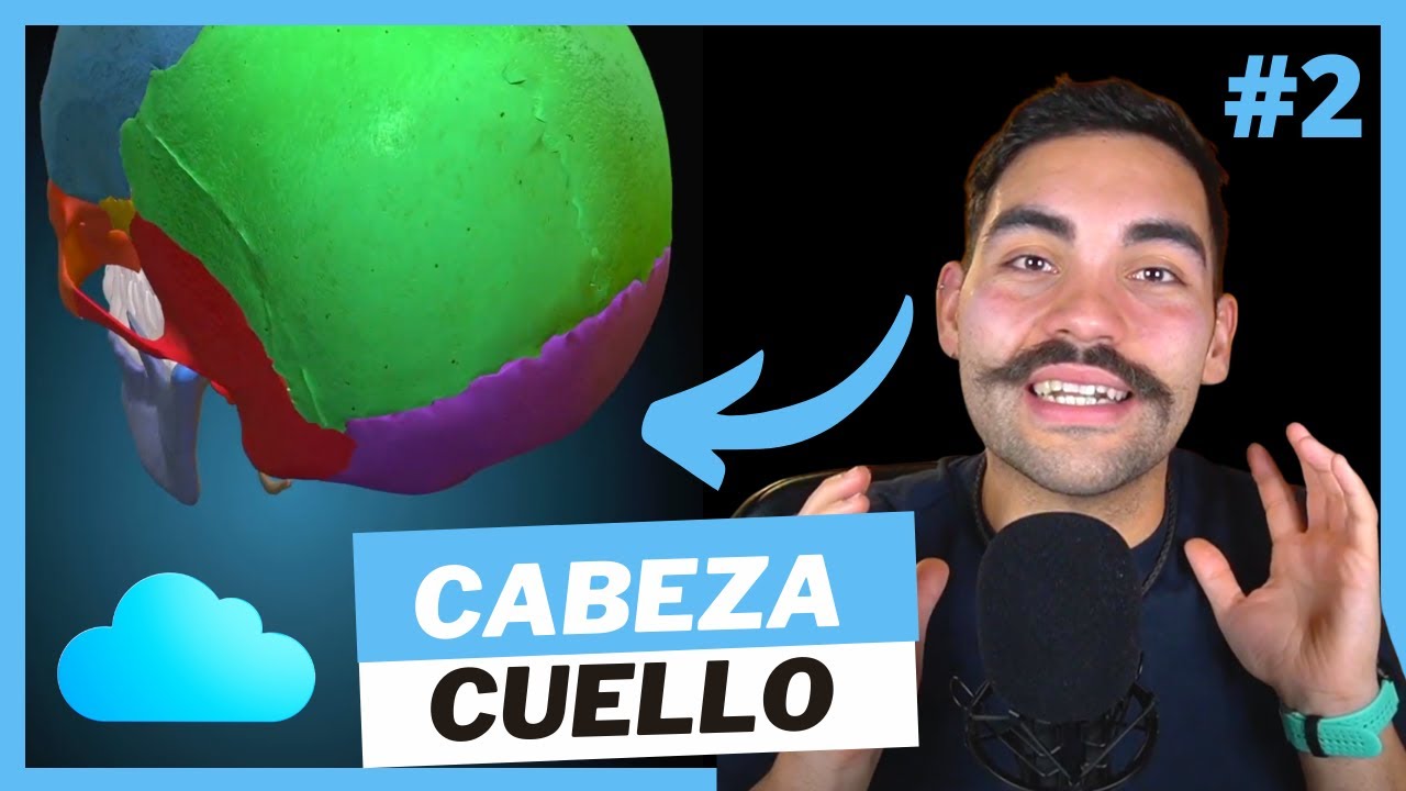 ANATOMIA de CABEZA y CUELLO 🧠 . Huesos y Músculos de cabeza y Cuello. Mini-Curso de Anatomía