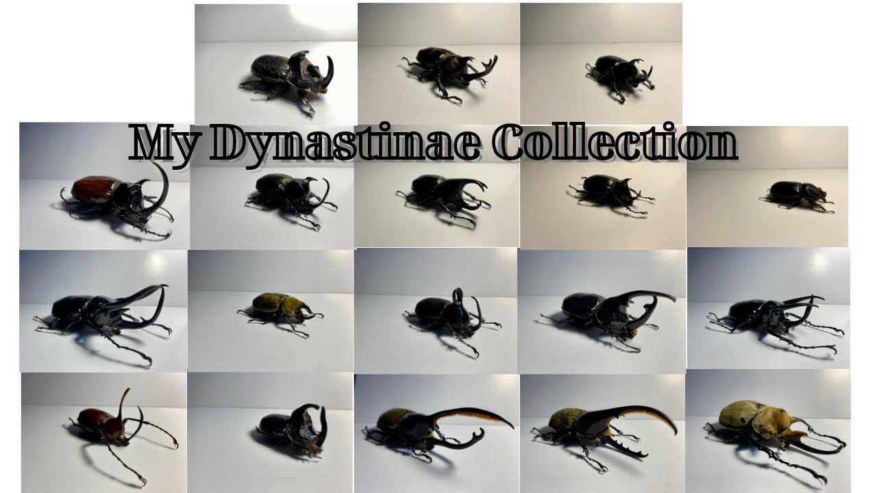 Bộ Sưu Tập Bọ Cánh Cứng Của Tôi ( Phần 2)| My Dynastinae Collection ( Part 2)