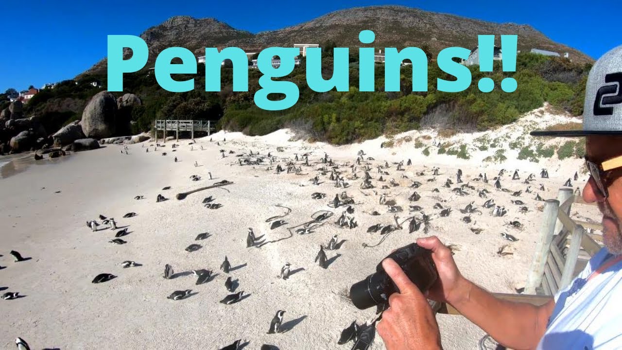 Boulders Beach African Penguins, Simonstown, Cape Town, South Africa.