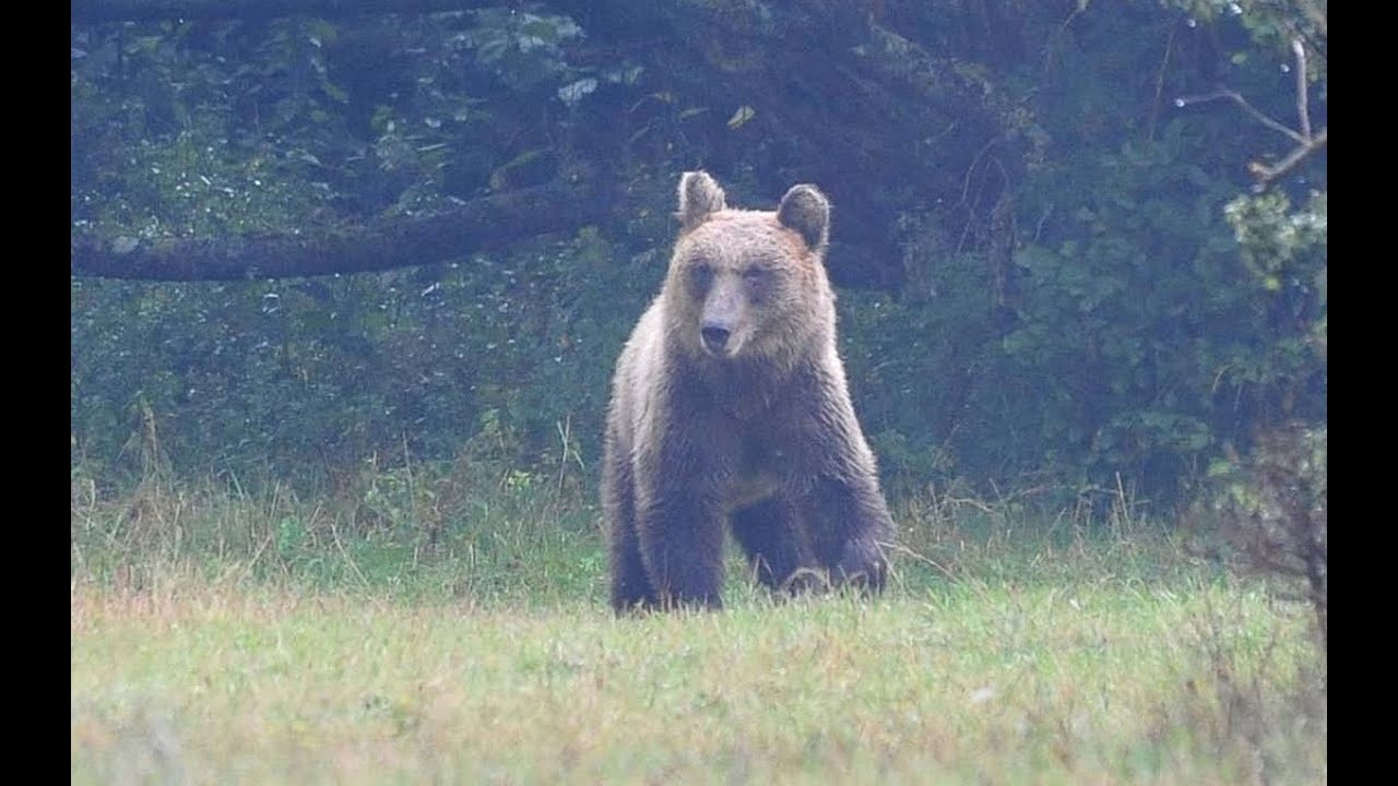 PNALM,  la biodiversità e i tesori del Parco - Angelina Iannarelli Fotografia Naturalistica.
