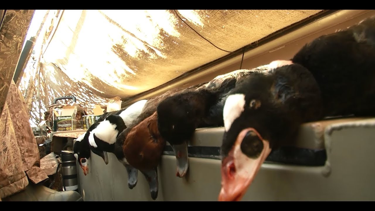 DU TV 2014 Episode 10: Maryland Sea Duck Sampler