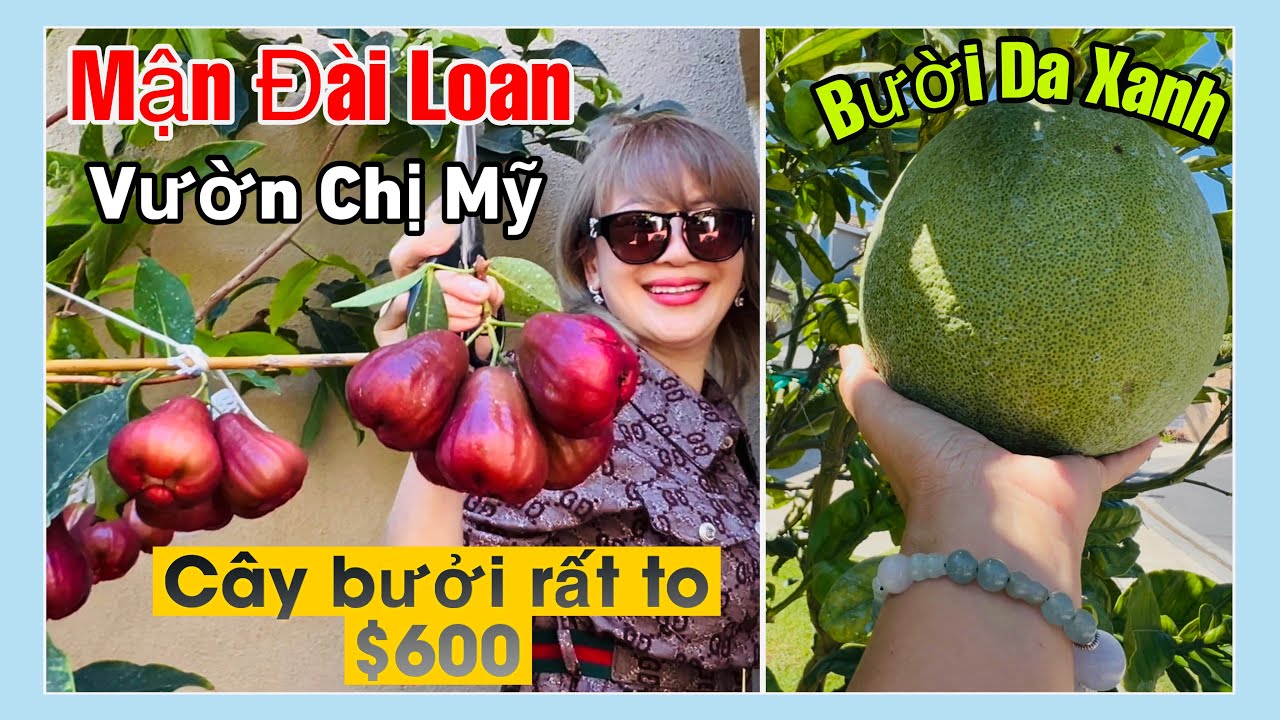 Taiwan Plum & Green Skin Pomelo – Garden Tour at Chi My’s