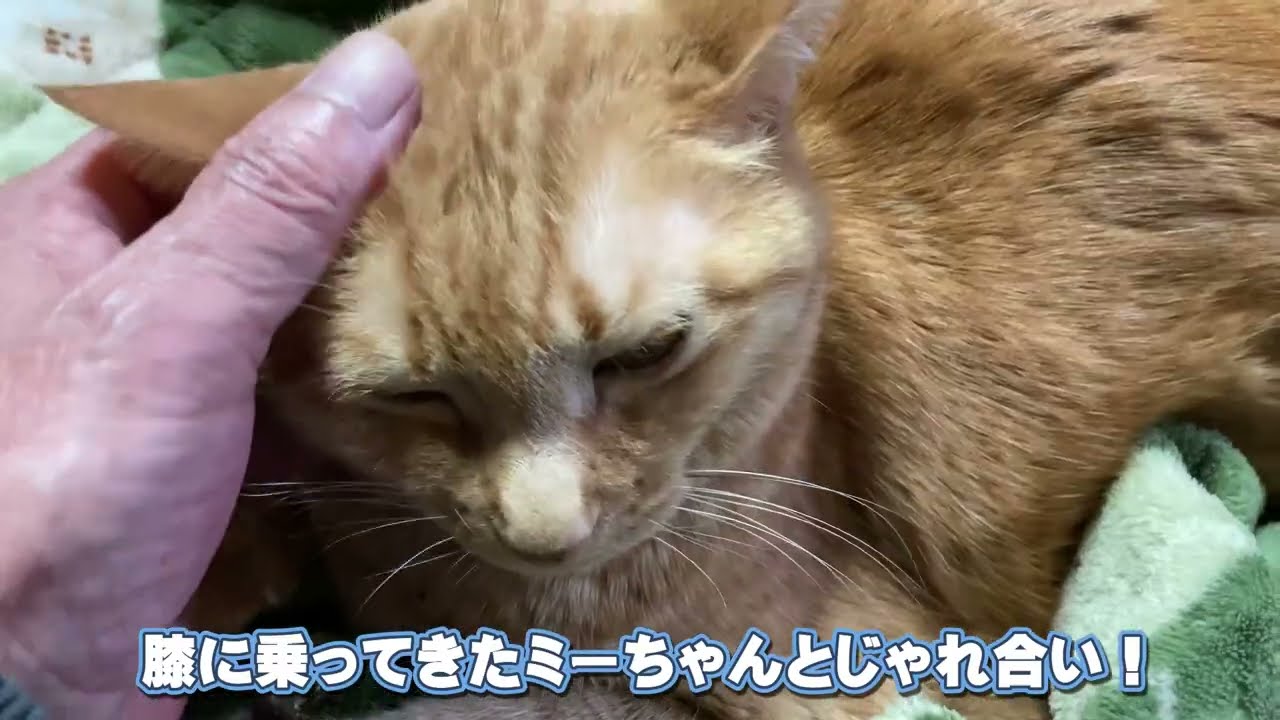 膝に乗ってきたミーちゃんとじゃれ合い #猫 #茶トラ #CAT