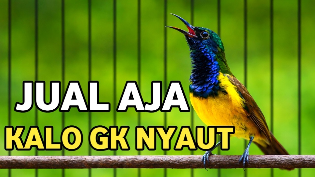 Jual aja kalo sogonmu engga nyaut, pancingan burung sogon muda hutan, auto respons