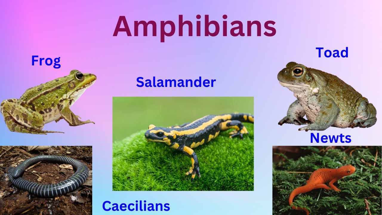 Science learning : Unveiling The Wonders Of Amphibian Life !!!