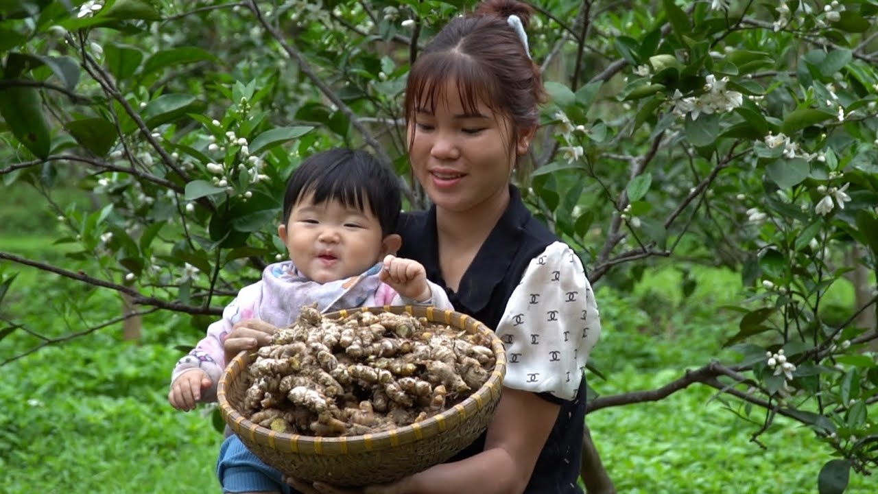 Harvesting extremely spicy ginger to sell for extra income, taking care of the farm