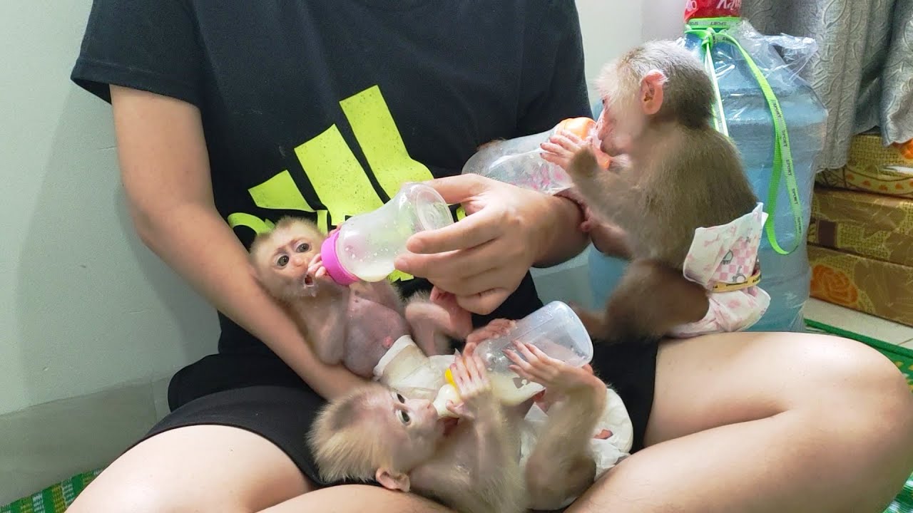 Dad takes care of the health for the baby monkey Rosi Rocky and Ricky with cereal milk