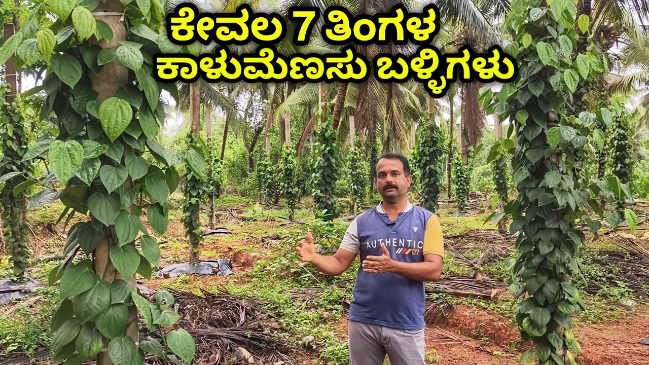 ಕಾಂಕ್ರೀಟ್ ಕಂಬಗಳಲ್ಲಿ ಕಾಳುಮೆಣಸು ನಿರ್ವಹಣೆ- ಗೊಬ್ಬರ, ನೀರಾವರಿ ಮತ್ತು ಇತರ ಮಾಹಿತಿ. pepper in concrete pole.