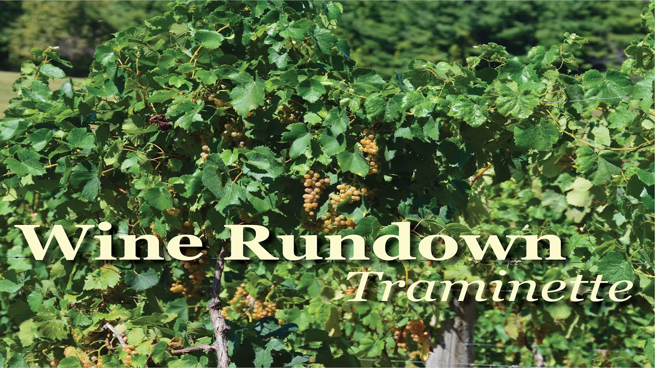 Wine Rundown- Traminette