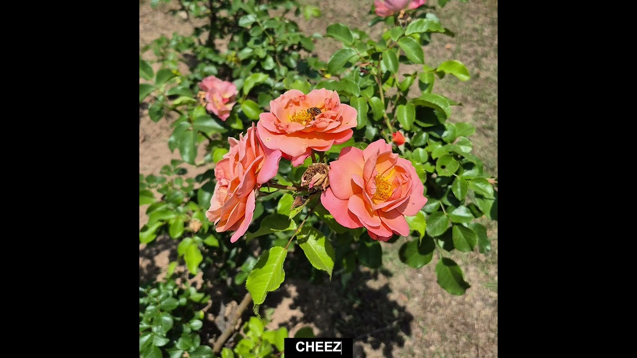 [Playlist] 우리 손 잡을까요 |소울 가득한 인디 가수 플레이리스트| |우효, 월콕스, Homezone&Hann, 치즈|