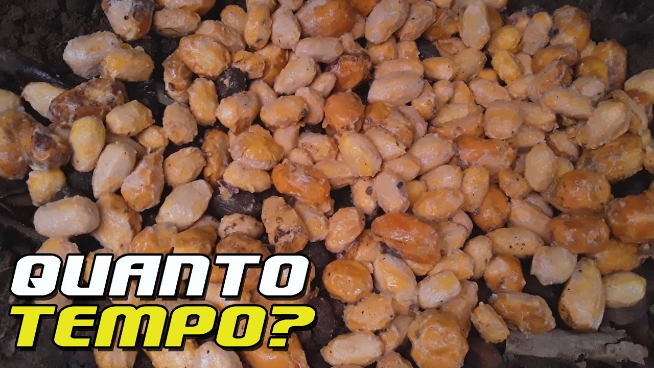Como PREPARAR As SEMENTES De CAJÁ COMUM Para A GERMINAÇÃO