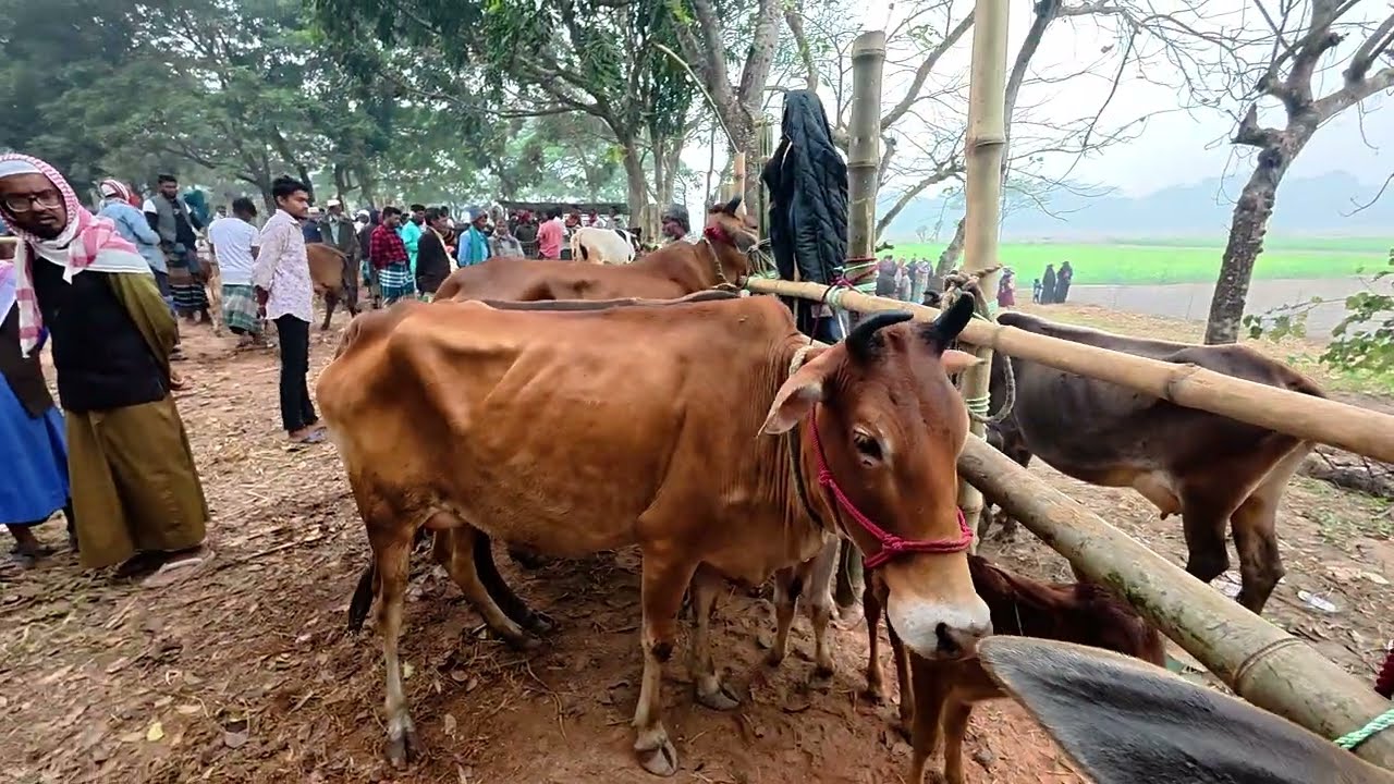 সফরমালি গরুর হাটে গাভীর দাম কেমন চলছে সরাসরি দেখুন।। গাভীর দাম জানুন।।@গরুছাগলেরহাটলাইভ