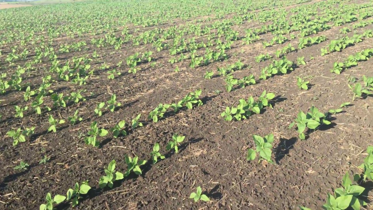 31 мая  состояние Syngenta Neoma и Alta seeds 158