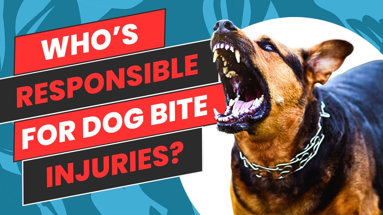 What Are Your Rights If You've Been Bitten By a Dog?