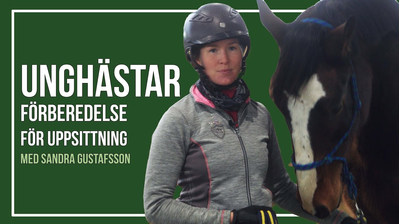 Unghästar - Uppsittning och förberedelser