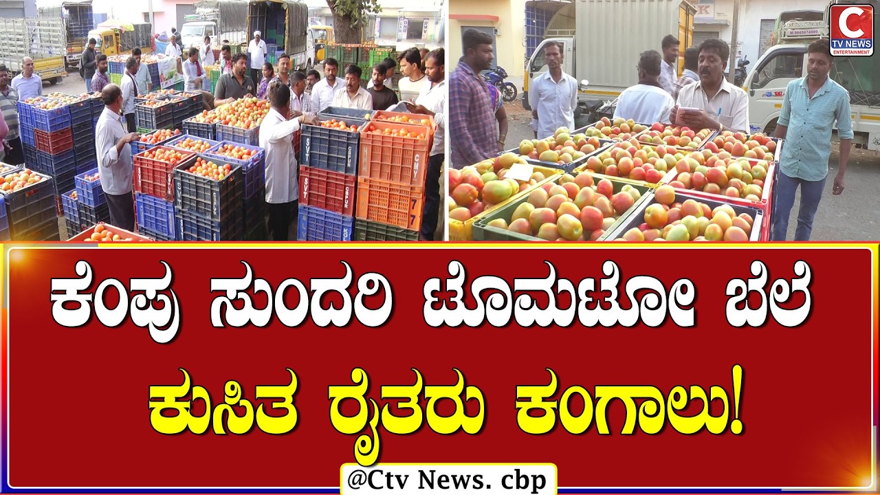 | ಚಿಕ್ಕಬಳ್ಳಾಪುರ | ಲಕ್ಷಾಂತರ ರೂಪಾಯಿ ಬಂಡವಾಳ ಹೂಡಿ ಕೈ ಸುಟ್ಟಿಕೊಂಡ ರೈತರು! | CTV NEWS