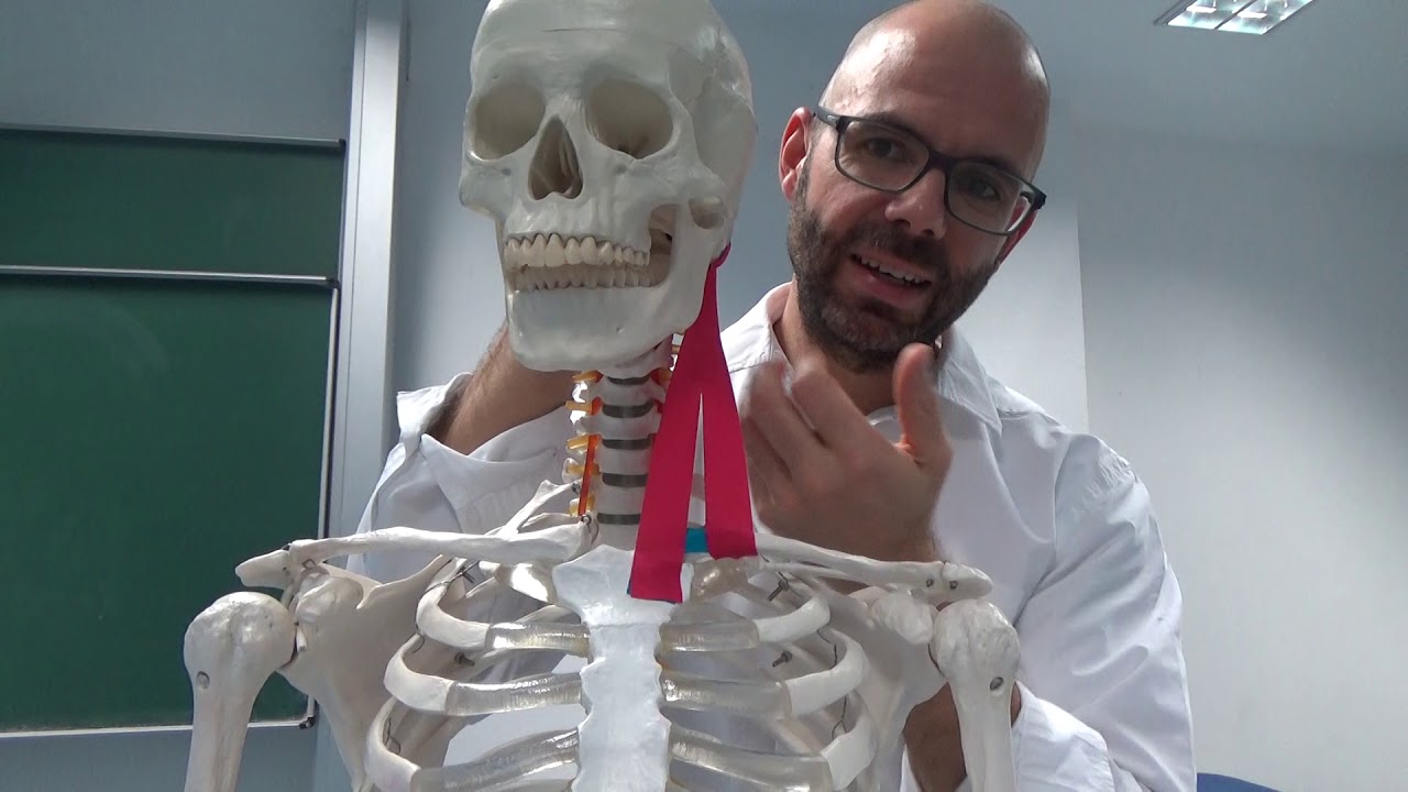 Schultergürtelmuskeln - m.sternoclaidomastoideus