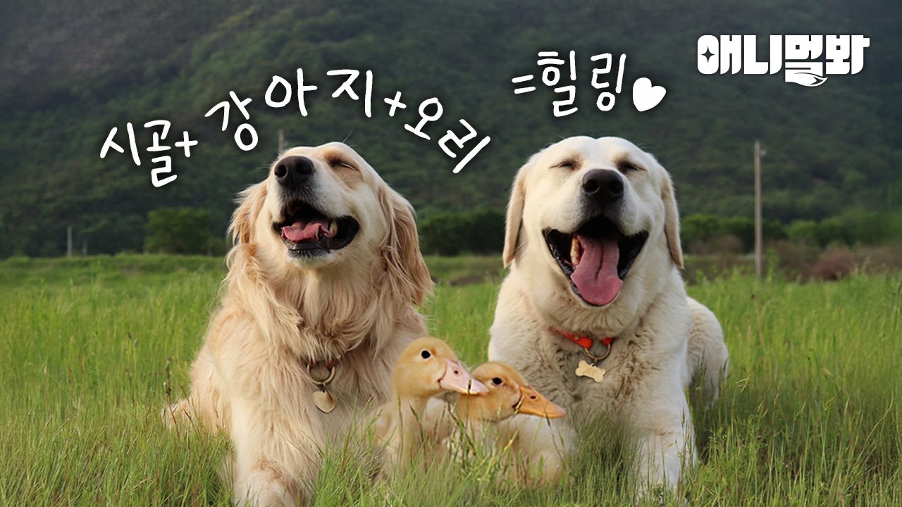 못 말리는 리트리버 대가족과 새끼 오리 6남매의 한집살이🐕🐤🏠 I Retriever Family and 6 Duck Siblings in a house