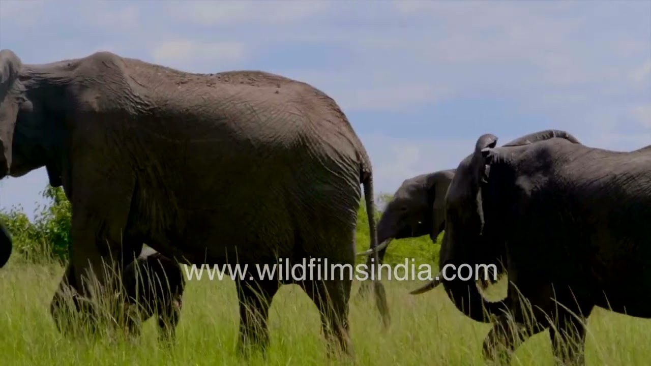 Elephant herd grazing in the majestic Maasai Mara