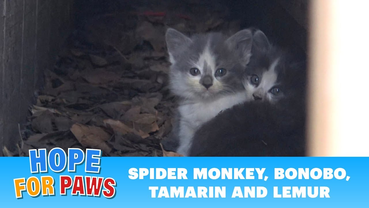 Kittens under a bungalow waited for their mom, but she never came back. #kitten