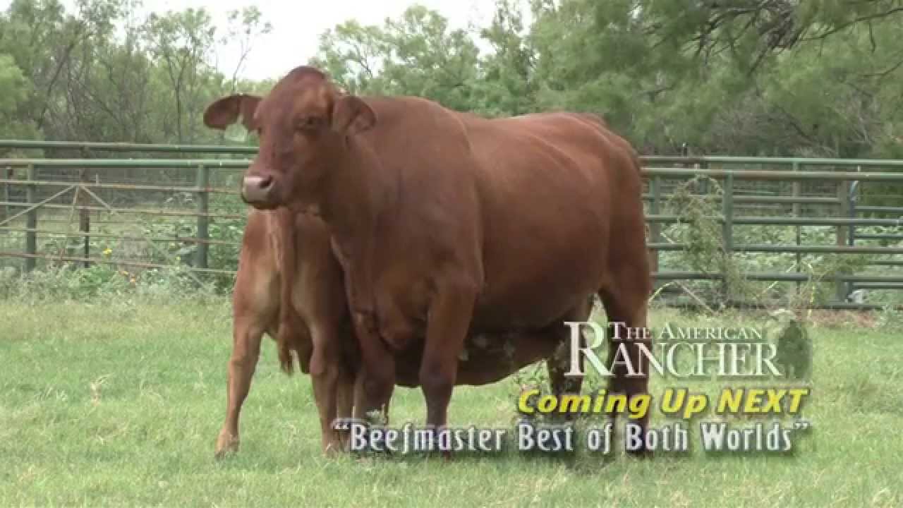 Beefmaster: The Best of Both Worlds
