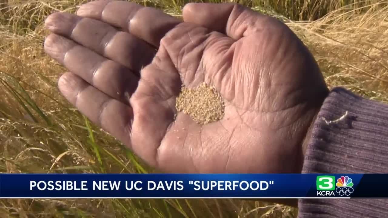 Teff: The grain UC Davis researchers want you to know about