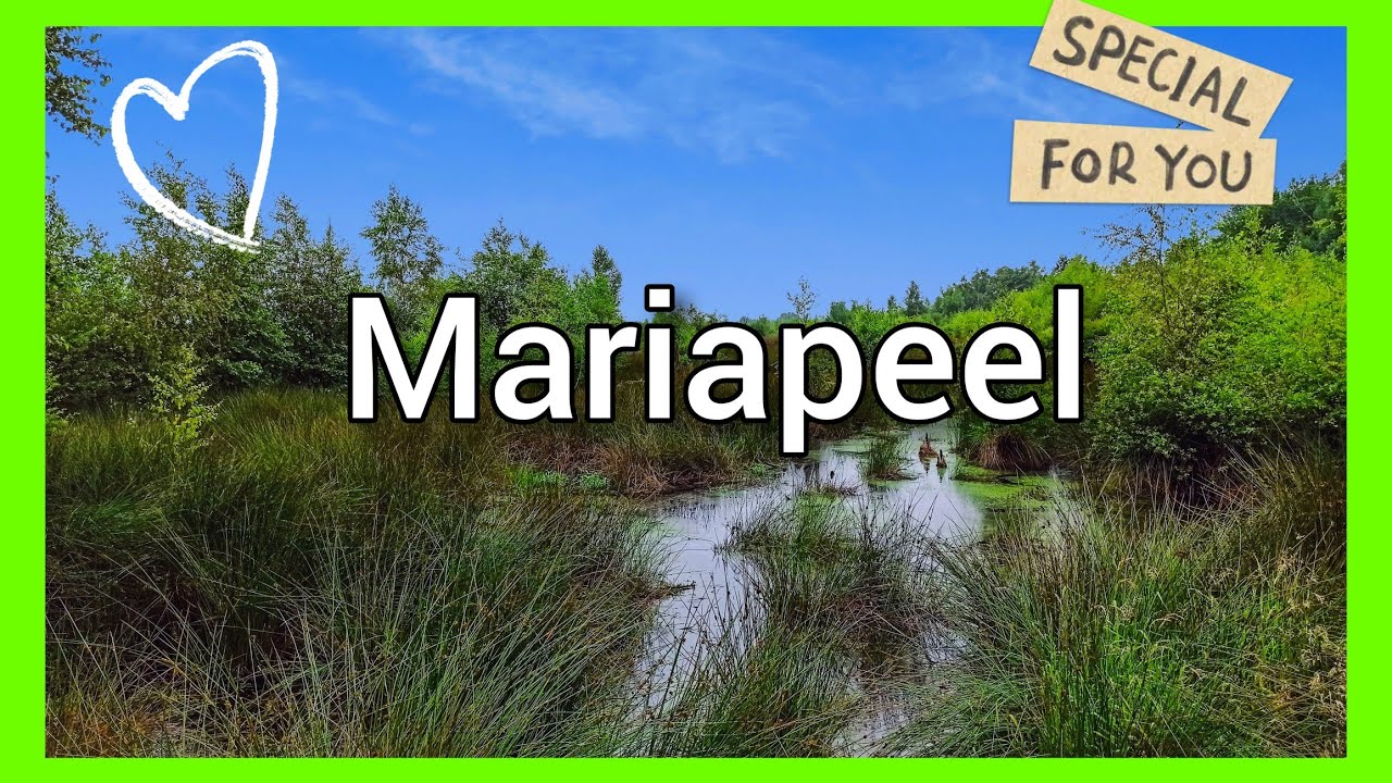 Dronebeelden van Natuurgebied Mariapeel  | Evertsoord