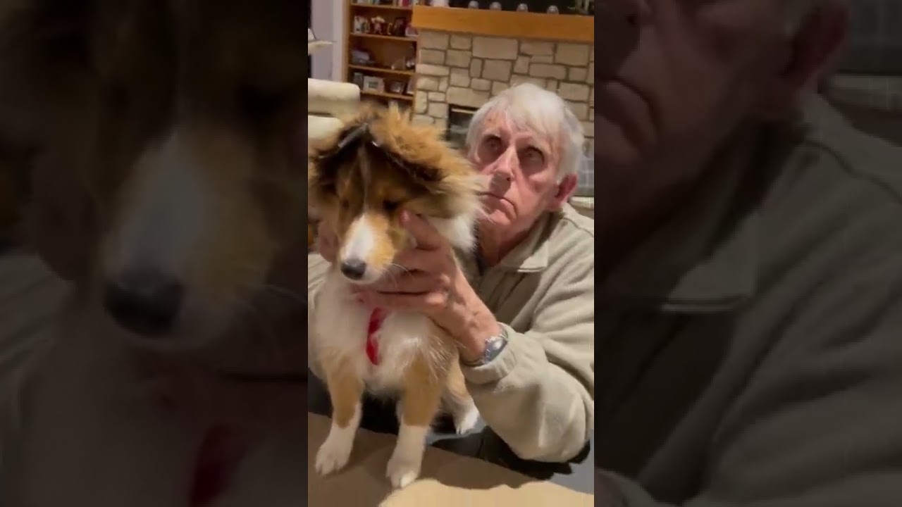 Sheltie ears!