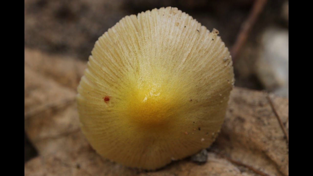 Bolbitius titubans