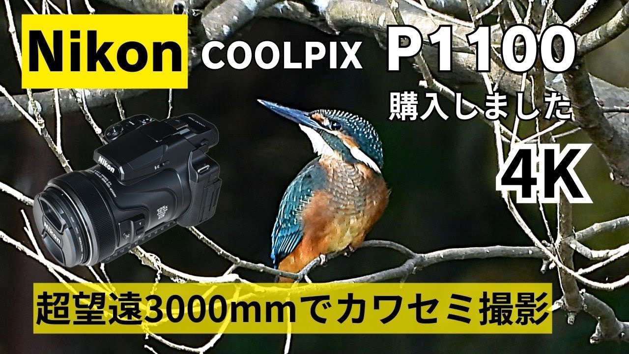 Nikon COOLPIX P1100 購入しました。超望遠3000mmでカワセミ撮影