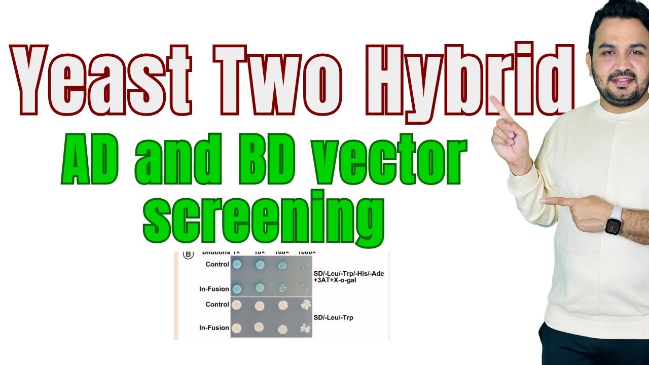 Yeast two Hybrid (Y2H) AD and BD vector screening