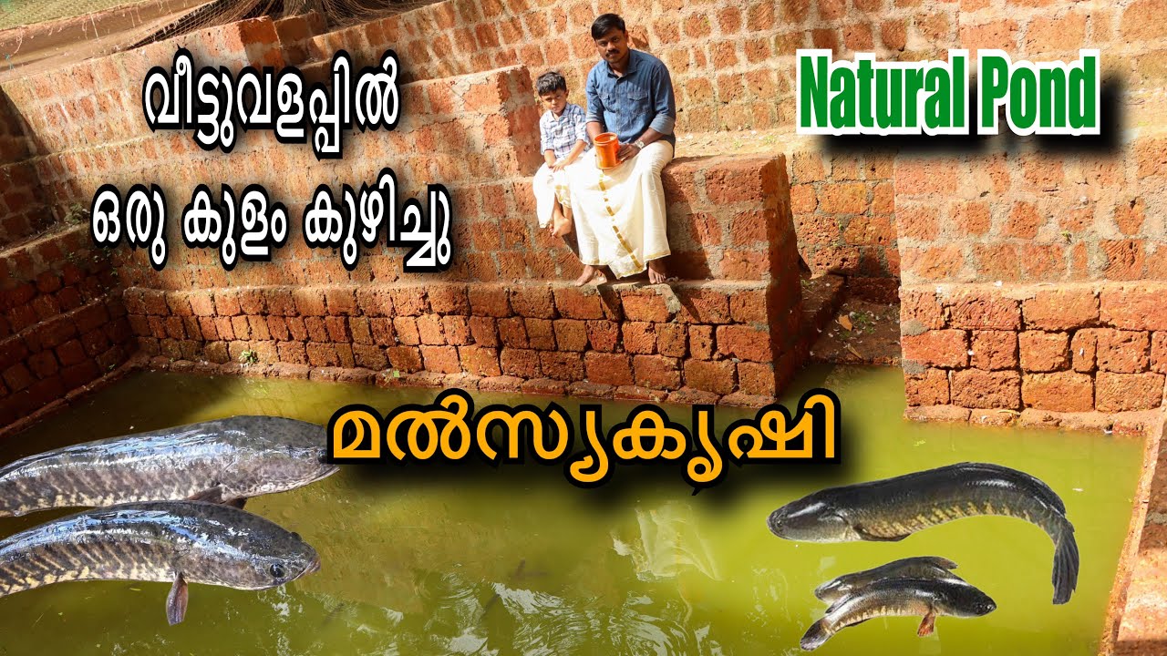 വീട്ടുവളപ്പിലെ കുളത്തിലെ മൽസ്യകൃഷി | Natural Pond
