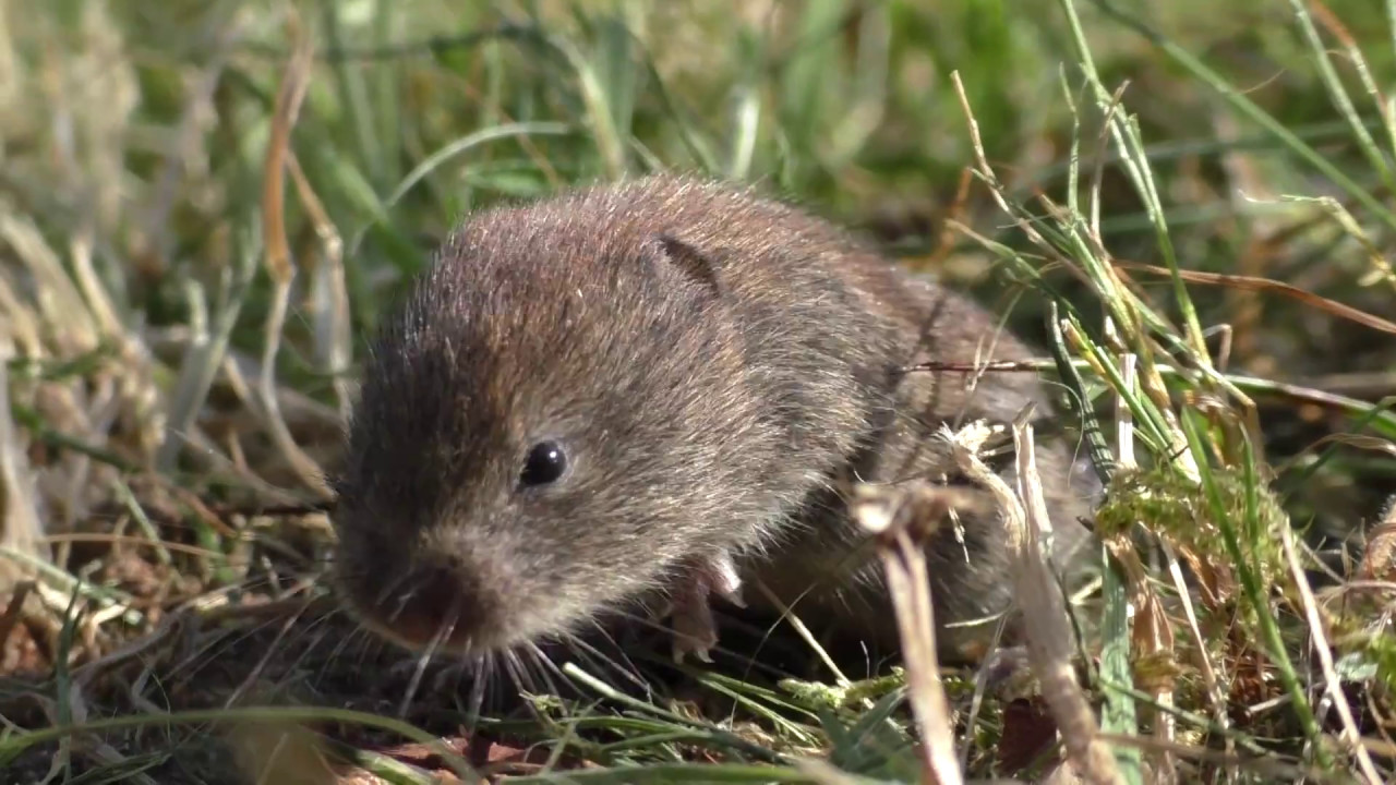 Veldmuis in de Morvan