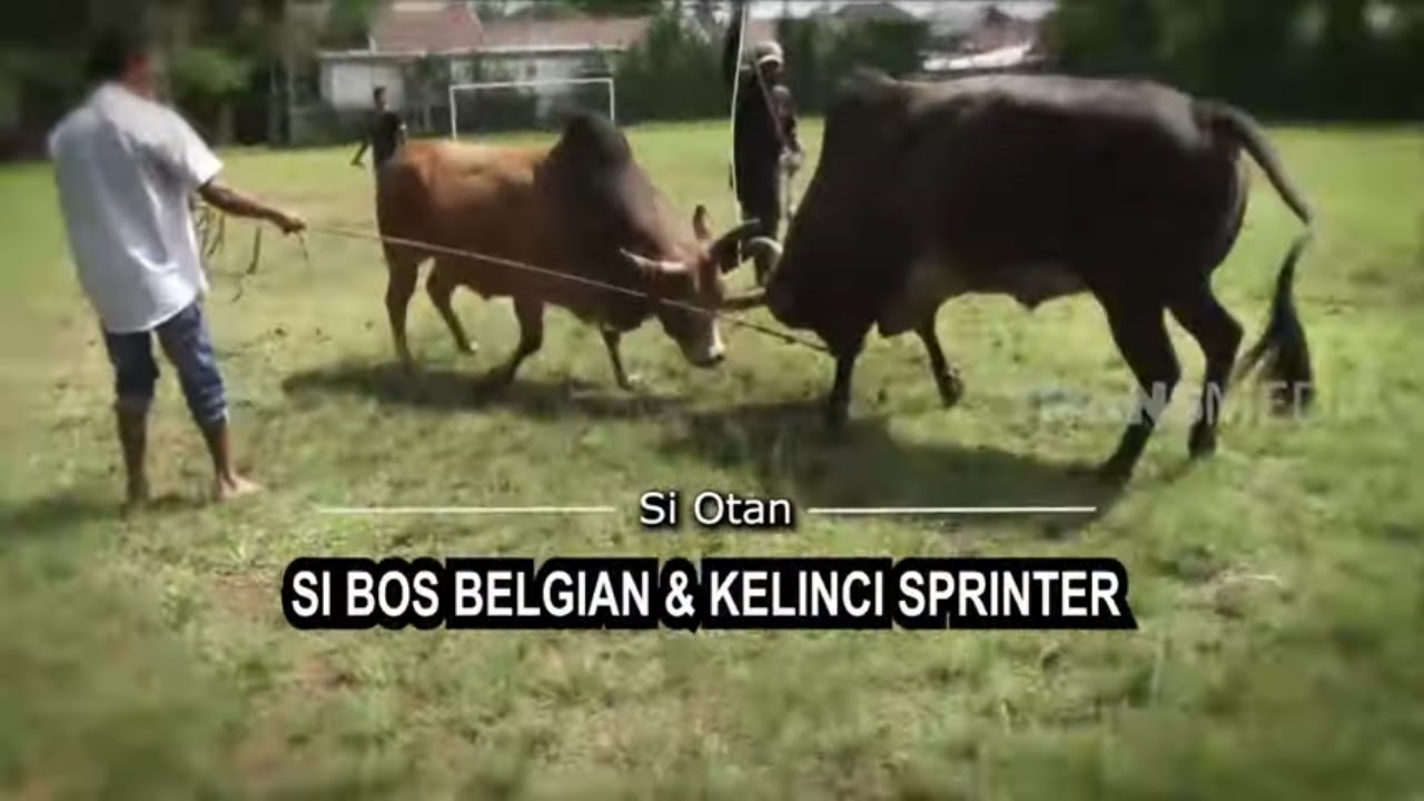 [FULL] Si Bos Belgian Dan Kelinci Sprinter | SI OTAN (10/12/20)