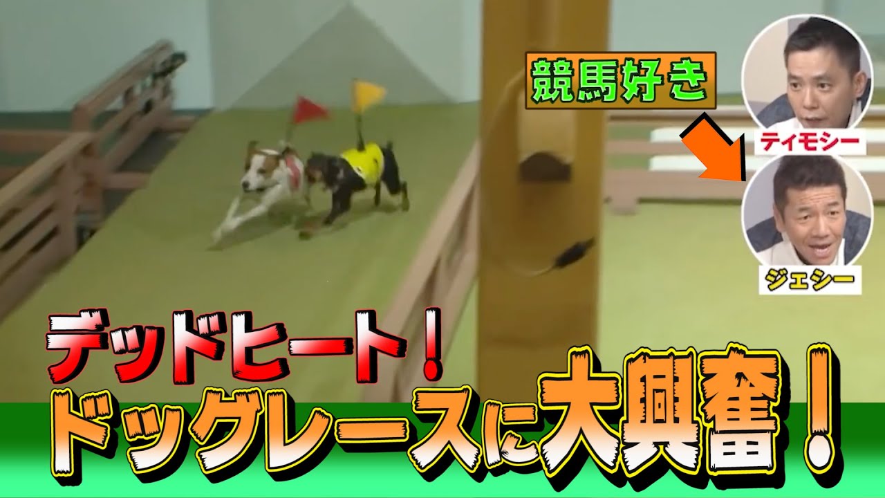 【太田上田＃１２１】動物占いをしてもらいました