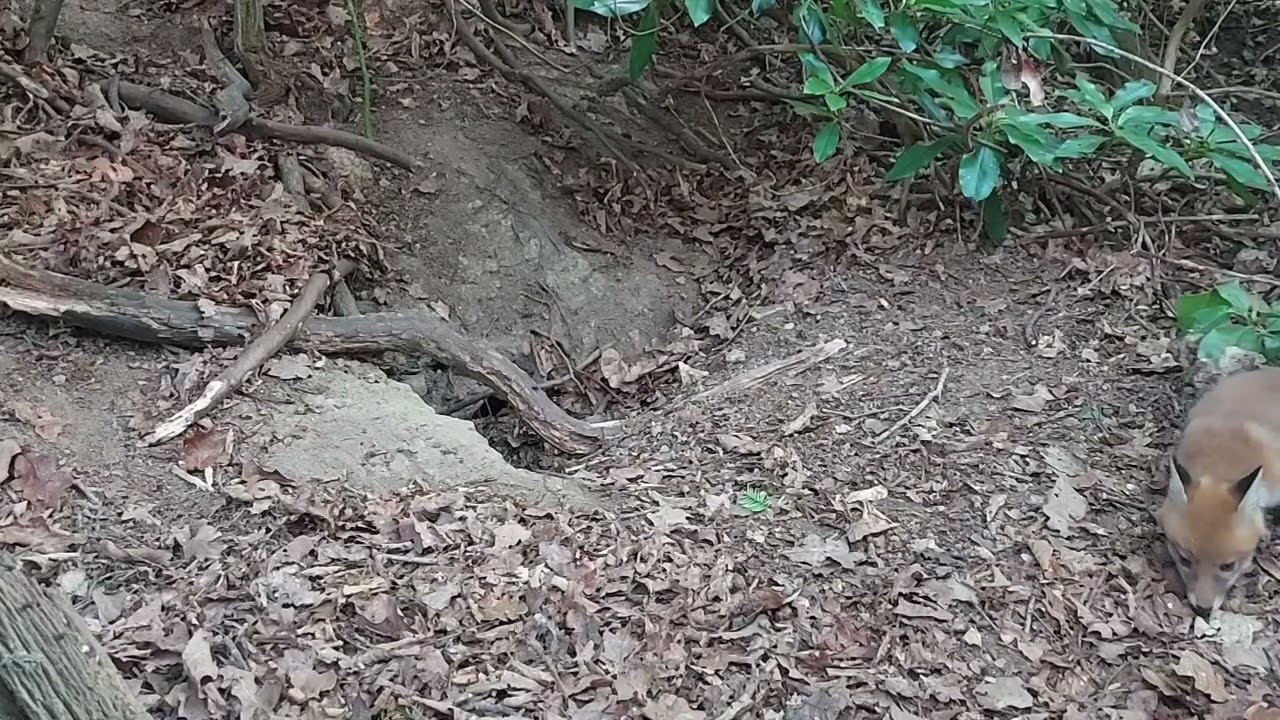 Fox cub 