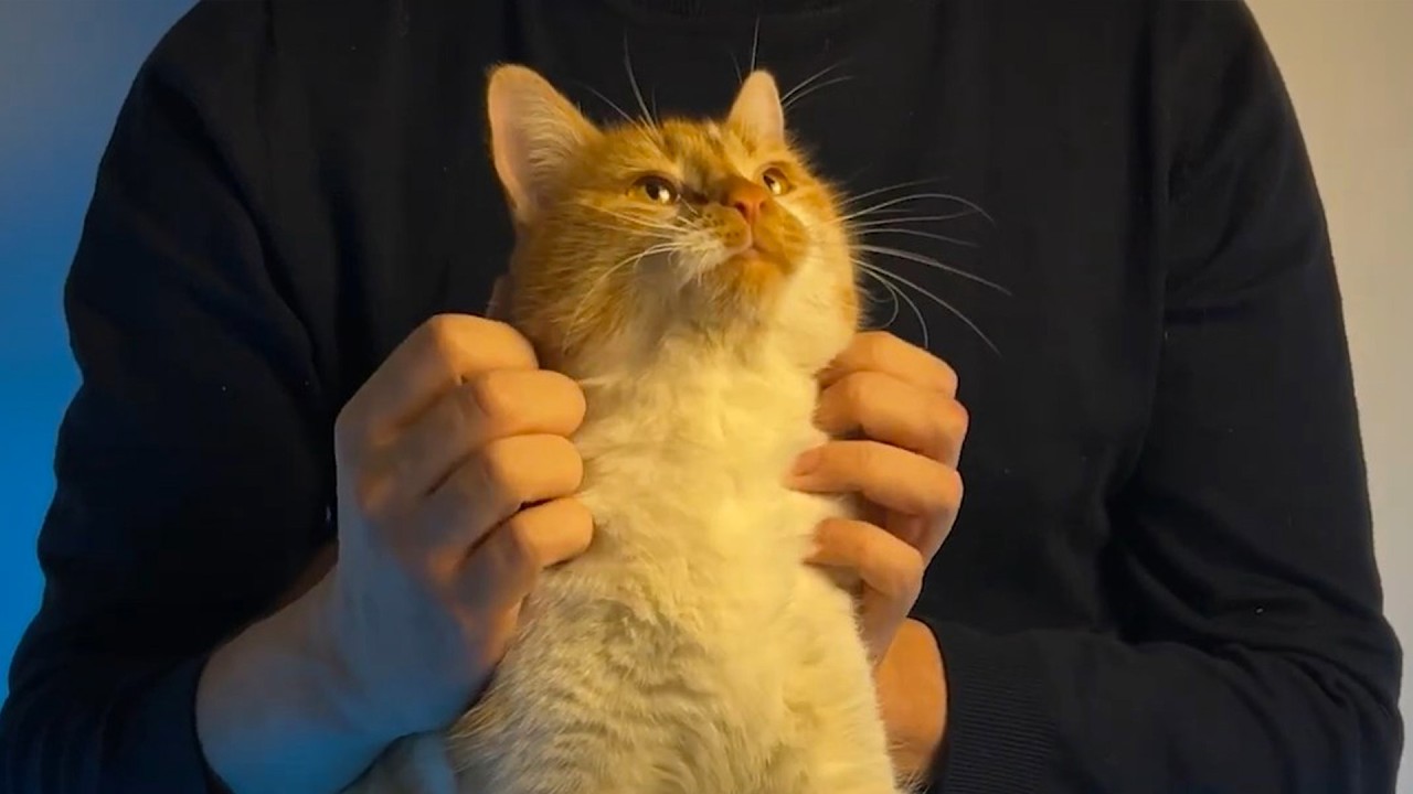 ASMR Cat Massage (Purring, Brain Melting, Deep Tingles)🐱